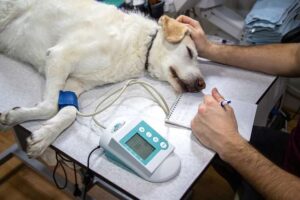 Read more about the article     Dog Diseases Skin(2024)