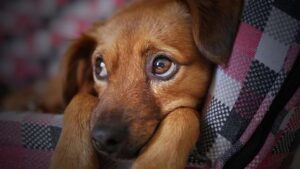 Read more about the article  Dog Parvo virus Symptoms in ( 2024)