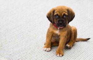 Read more about the article how to take care of a puppy